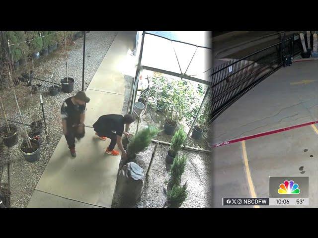 Fort Worth police looking for thieves who stole trees from garden center | NBCDFW