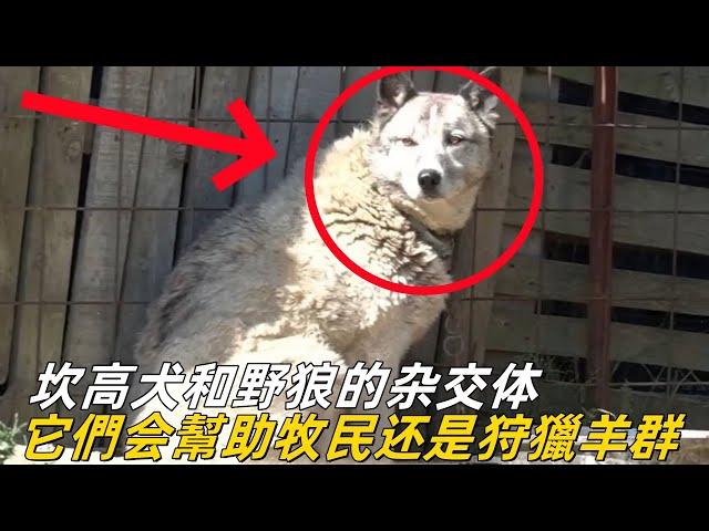 坎高犬和野狼的杂交体，它们会帮助牧民看护羊群还是会狩猎羊群呢？#牧羊犬 #坎高犬 #狼群  #牧民生活 #狼