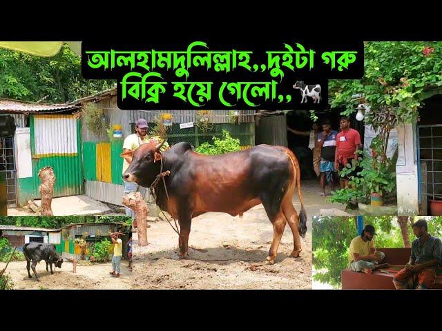 আলহামদুলিল্লাহ,,দুইটা গরু বিক্রি হয়ে গেলো,,