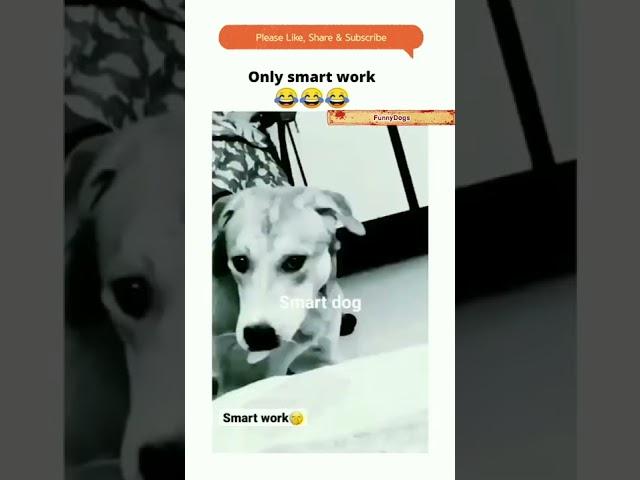 Smart dog#mydog #short #shortsfeed #funnydogs #maipm #thepetvision #allaboutpets #ytshorts #ytfun