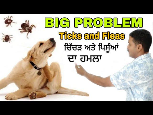 BIG PROBLEM TICKS AND FLEAS