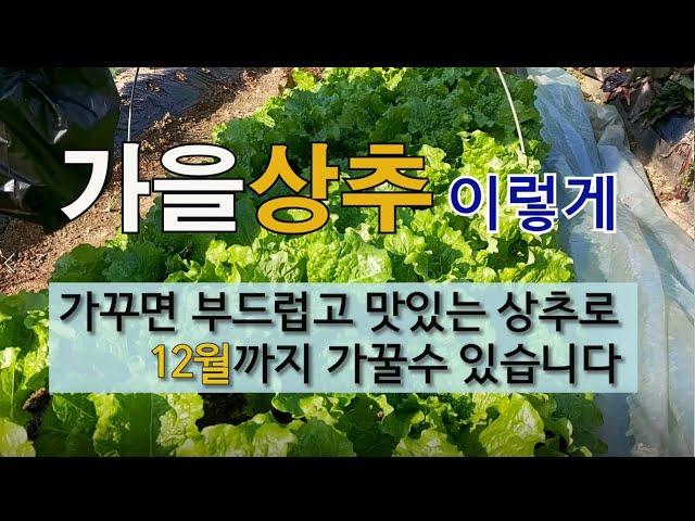 가을상추 이렇게 가꾸면 부드럽고 맛있는 상추로 12월까지 가꿀 수 있습니다. #가을상추 가꾸기 #겨울상추 가꾸기.