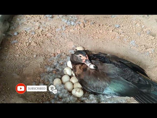 Battakh ||China Hans || muscovy duck