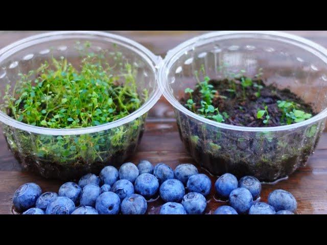 🟣How to grow Blueberries Plants  from Bought Blueberries