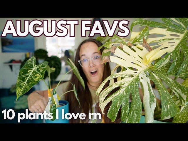 Top 10 August Plant Favourites - aroids, Hoya, Begonia | Plant with Roos