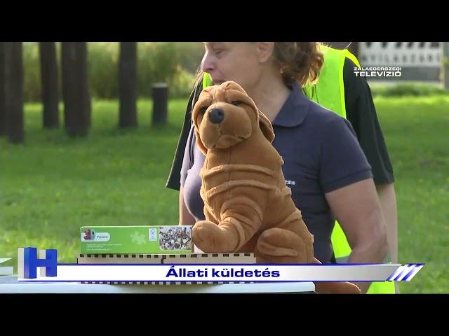 Állati küldetés – ZTV Híradó 2024-10-09