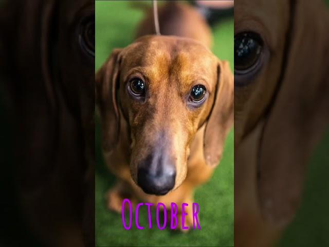 your dog your birth month! #dog #cute