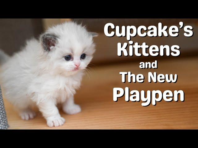 Ragdoll Cat with Ragdoll Kittens | So Cute!