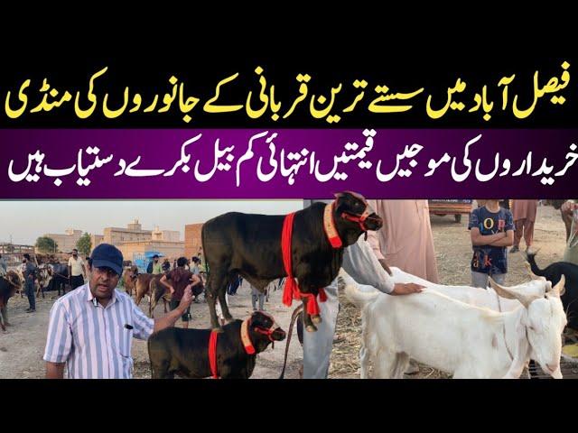 cow Mandi rate update | Biggest cow Mandi in Faisalabad