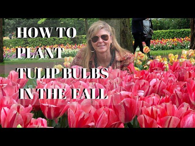 Growing Tulips in the Fall - How to Plant Tulip Bulbs | Kelly Lehman