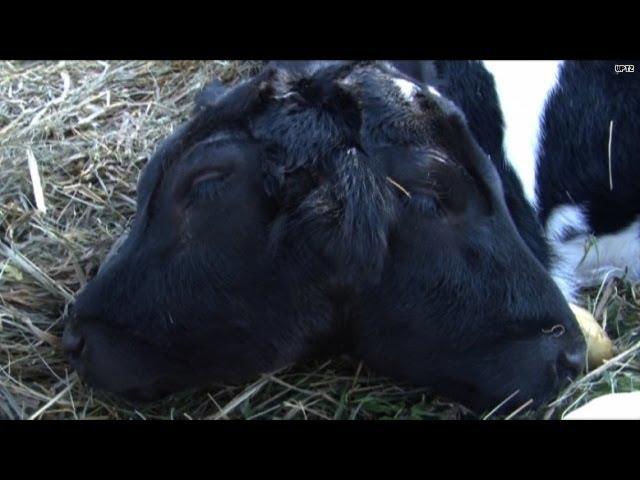 OMG! Two-headed calf is born