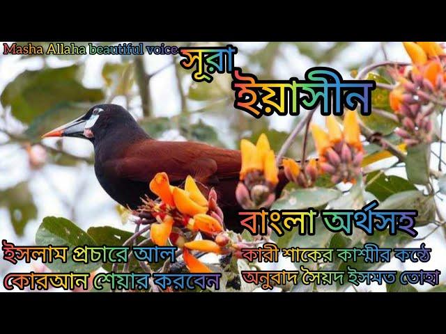 সূরা ইয়াছিন বাংলা অর্থসহ শ্তনে অন্তর জুড়ে যায় ভিন্ন কন্ঠের বাংলা অনুবাদ শ্রেষ্ট কারী শাকের কাশ্মী