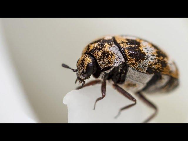 new carpet beetle facts, how to get rid of carpet beetles