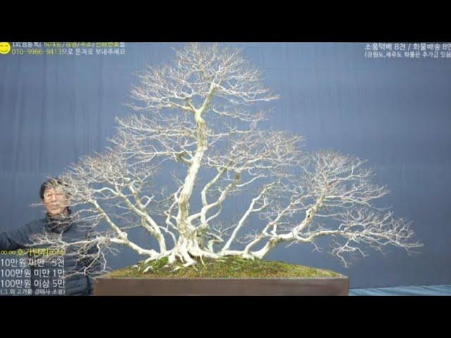 12월 9일(月) 137회차 Live 방송 【스마일분재경매(韓国の盆栽/Korean Bonsai)】