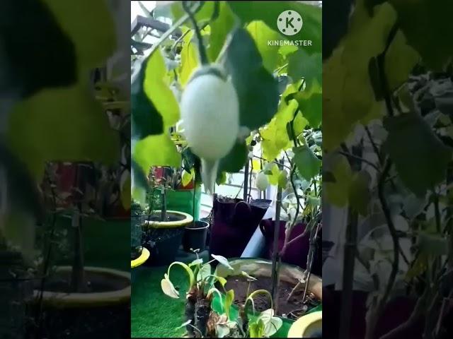 Trying My Favorite egg plant | Egg plant.