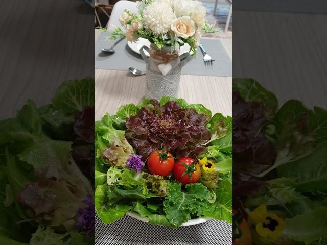 Organic Salad.有机菜~沙拉健康，好吃。喜欢我的视频，订阅分享，点击铃铛，那么下次您不会错过我的视频。有机菜加入thousands island沙拉酱，就可以吃了。希望您吃的健康长寿谢谢