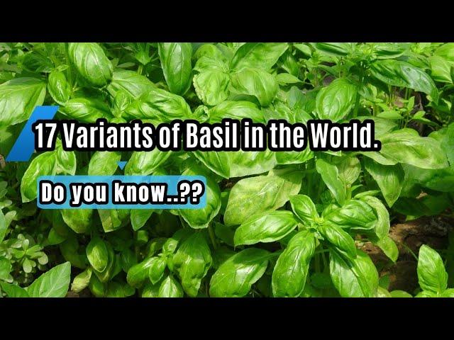 17 Variants of Basil in the World.