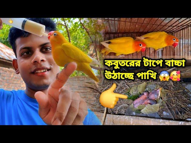 কবুতরের ঘরে এটা কি পাখির বাচ্চা  ফুটেছে     || Sahin Showkat.