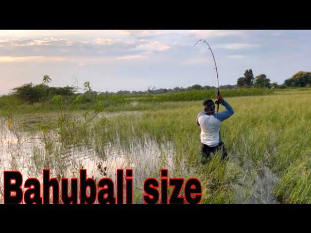 How To Catch Snake Head Fish | Machhli Pakadne ka Sabse Asaan Tareka | Big Fish Catching Videos