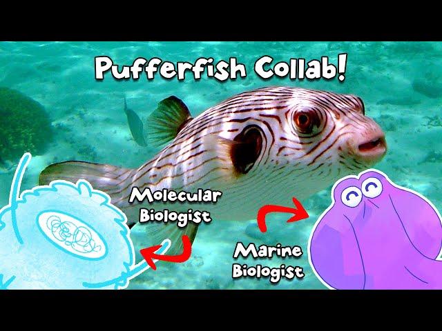 Why Doesn't Tetrodotoxin Kill Pufferfish? ft. @OctopusLady