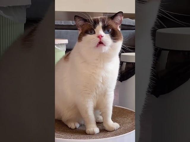快叫你喜欢的猫咪一起来  #挑战全网第一搓脚猫#创作灵感 #成长力计划 #2021新春日记 #萌宠新春出道