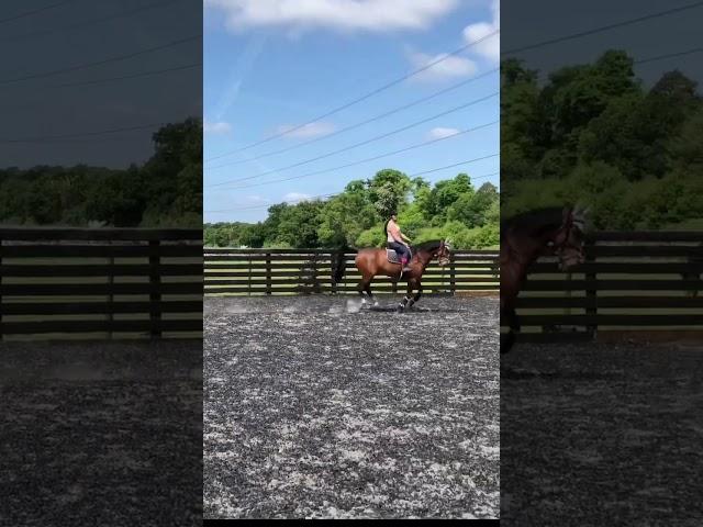 Horse jumping practice 
