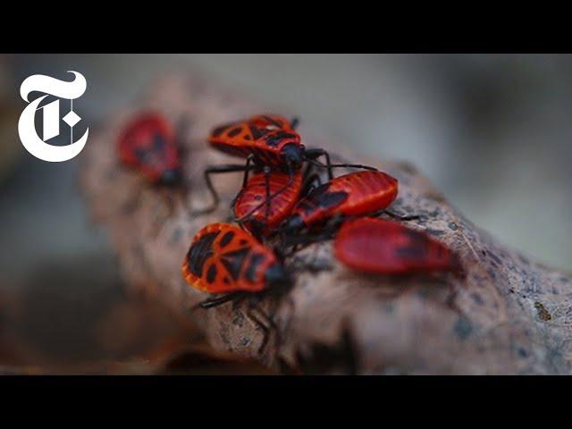 The Animals of Chernobyl | The New York Times