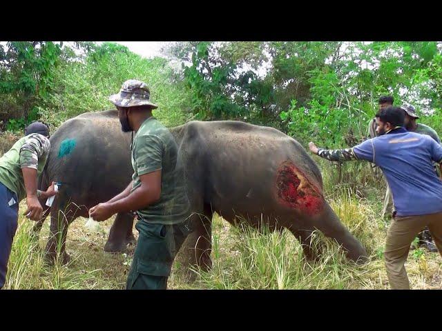 Guardians of the Wild :  The Heroes Who Saved an Injured Baby Elephant.