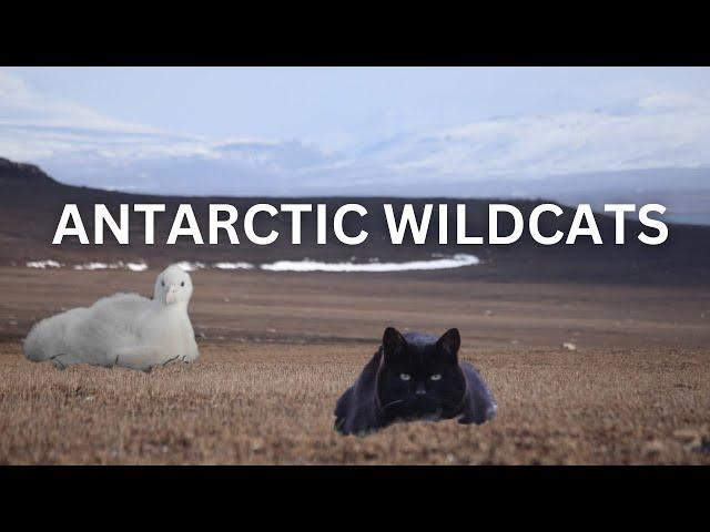 Invasive Cats in the Antarctic Turbo-Evolving