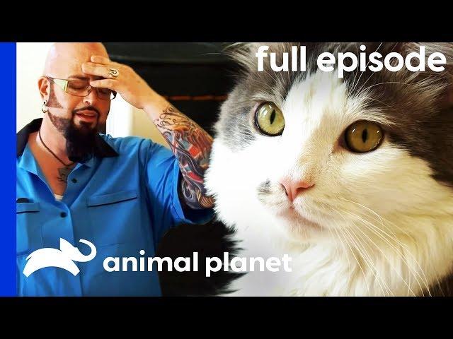 'Vicious' Cat Chases Owners Around Their House | My Cat From Hell (Full Episode)