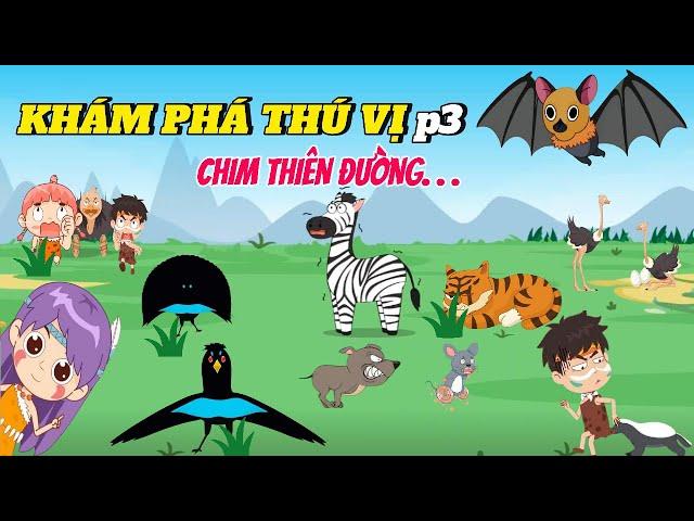 Khám phá thú vị về Chim Thiên Đường Superbvà Những câu chuyện thú vị p3 #kienthucthuvi #hoathinh