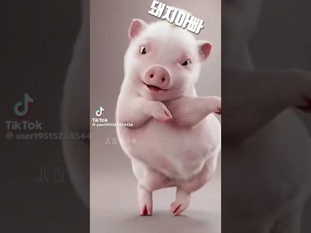 돼지아빠 나루토춤ㅋㅋ 출처 세종이 대종이