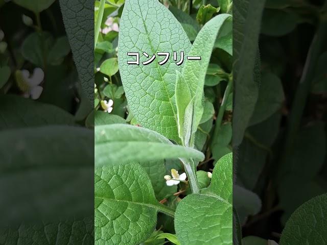 ジギタリスは花だけ楽しもう！コンフリーも注意が必要です！　＃ジギタリス　#毒草　＃間違い　#コンフリー　#似ている葉　#注意