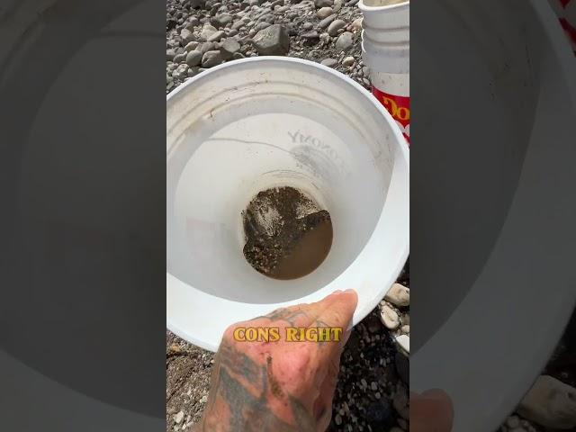 River Day Ended With Good Gold! #goldmining #goldpanning #gold #nature #goldmine #goldprospecting