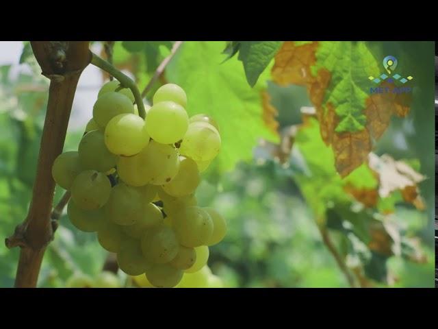 TARSUS BEYAZI GRAPE