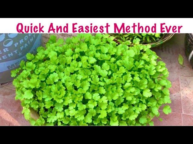 Magical Way To Grow Coriander In Just 10 Days/Quick And Easiest Method/Coriander Planting At Home