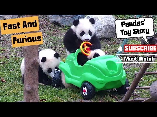 Pandas Try To Be Fast And Furious！ | iPanda