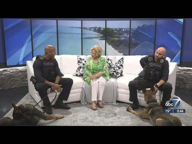 WWSB ABC 7: Sarasota PD's newest K9s stop by the studio | Suncoast View