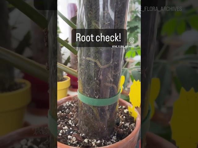 #Root check on my #philodendron #mexicanum this #mosspole has #roots #growing like crazy.