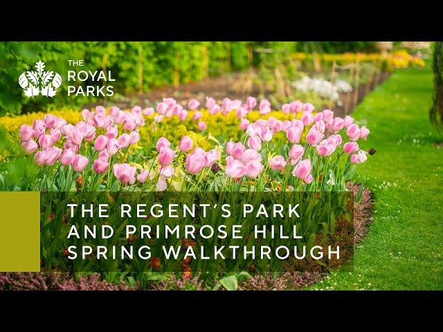 The Regent's Park & Primrose Hill in London spring walkthrough | The Royal Parks