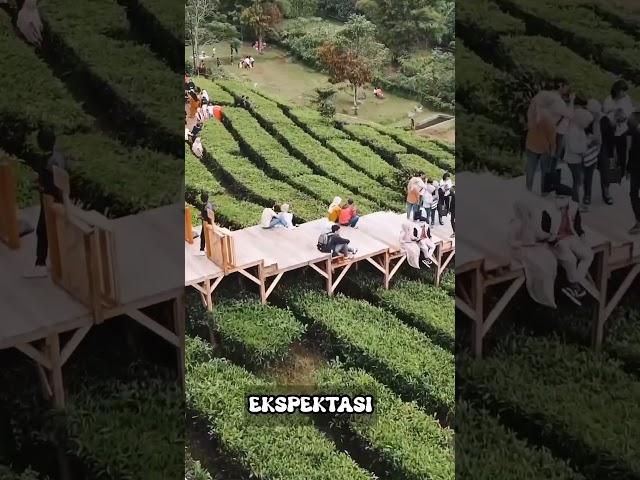 Tea Bridge Gunung Mas Puncak Bogor #puncakbogor #puncak #bogor
