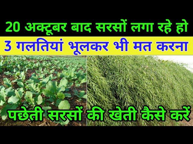 20 अक्टूबर के बाद सरसों की खेती कैसे करें / Sarso Ki Kheti / Mustard Farming / सरसों की बुवाई