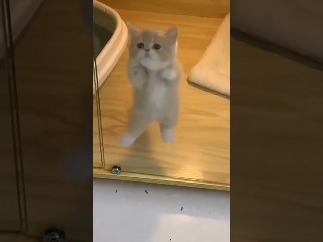 miyav #shorts  #cat  #miuw