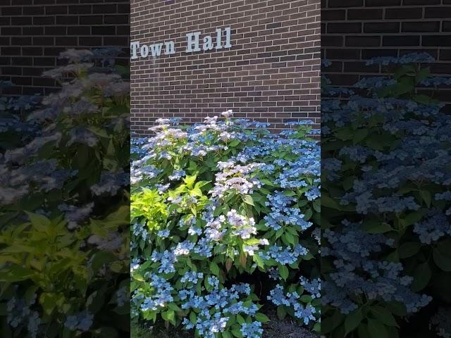 Hydrangea Serrata In Bloom #flowers #garden #Hydrangea