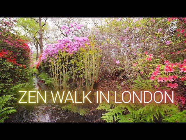  Isabella Plantation│Richmond Park│London - 4K