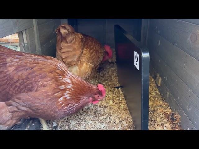 Chicken coop heater review.