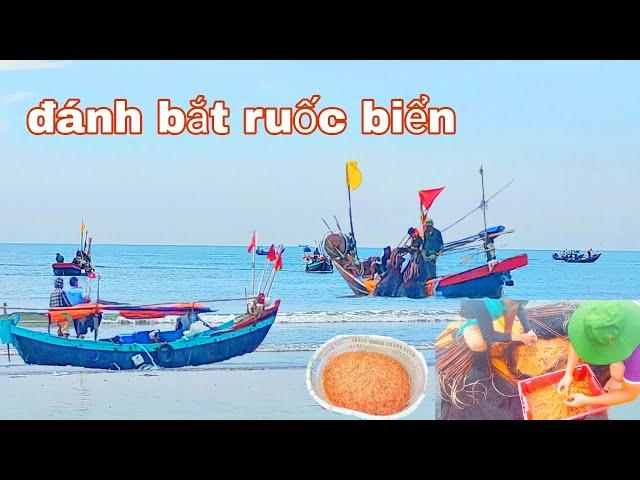 ruốc biển vào mùa ngư dân trúng đậm mùa vụ - dân biển quê tôi