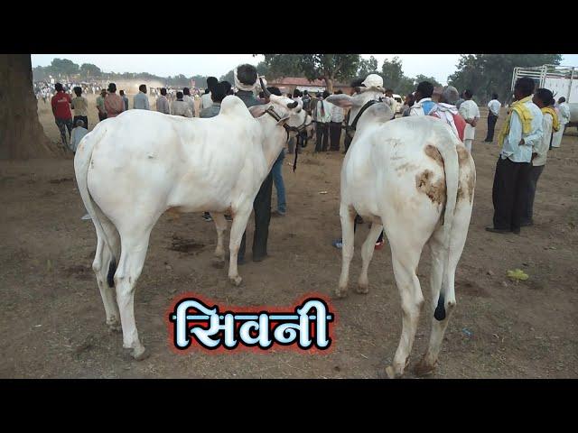 रवि भैया सिवनी / pat pratiyogita / by raja tande