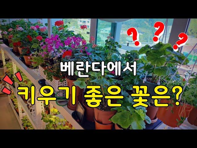 베란다에서 키우기 좋은 식물은? / 연중 꽃을 피우는 가성비 좋은 꽃 / 베란다 정원