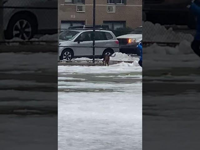 The Dog and the Tennis Ball